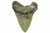 Serrated, Fossil Megalodon Tooth - North Carolina #376921-2